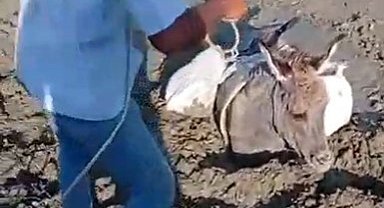 Kars'ta çamura saplanan eşek kurtarıldı