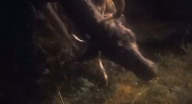 Kars'ta kayalıktan düşen inek kurtarıldı