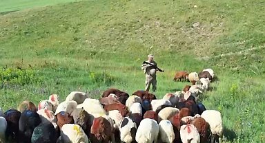 Kars'ta kayıp küçükbaş hayvanlar bulundu