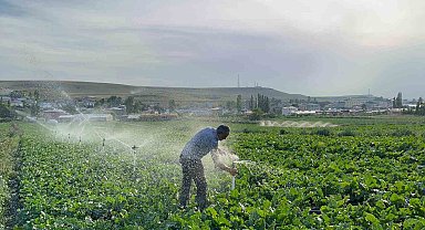 Karslı çiftçi baba çocuklarını okutmak için pancar ekiyor