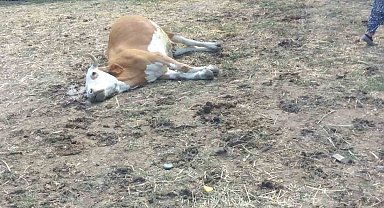 Kastamonu'da 3 büyükbaş hayvan dereden su içtikten sonra telef oldu