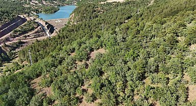 Kaybolan hayvanlar için dronla umut arayışı