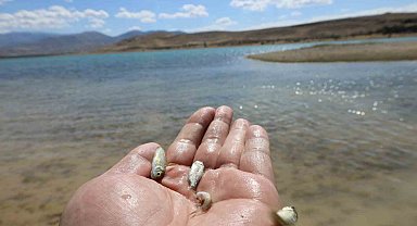 Kayseri'de baraj gölüne 600 bin yavru sazan bırakıldı