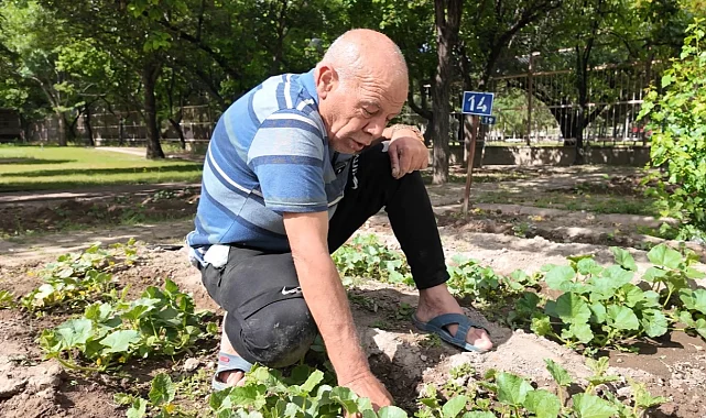 Kayseri'nin Ulu Çınarları'ndan bitki şov