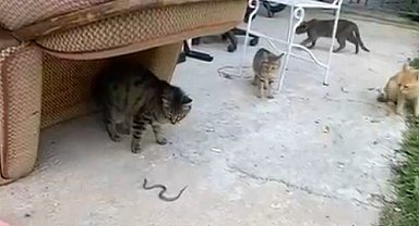 Kedilerin yavru yılanla oyunu kamerada