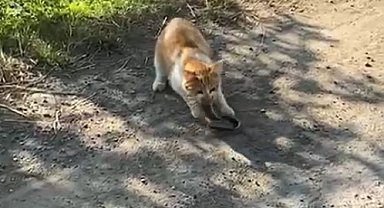 Kedinin yılanı avladığı anlar kamerada