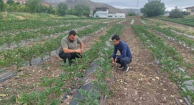 Kemah'ta modern yöntemlerle sebzecilik yapılıyor