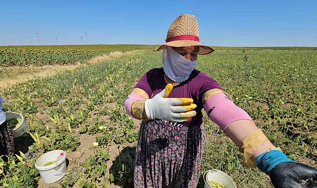 Keşan'ın altın değeri: Siğilli bamyası tarladan sofraya alın teriyle geliyor