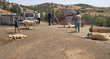 Kırıkkale'de iki ayrı besicinin 210 hayvanı telef oldu: 63 yaşındaki kadın gözyaşlarını tutamadı