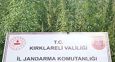 Kırklareli'nde 102 bin kök kenevir ele geçirildi