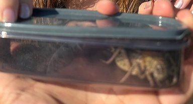 Kırşehir'de 'yamyam tombul çekirge' görüldü