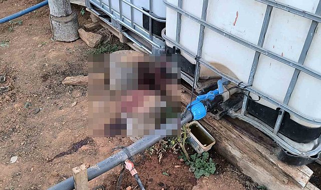 Kırşehir'de bahçe sulama kavgası kanlı bitti: Komşusunu öldürüp, eşini yaraladı