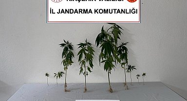 Kırşehir'de jandarma 9 kök kenevir bitkisi ele geçirdi