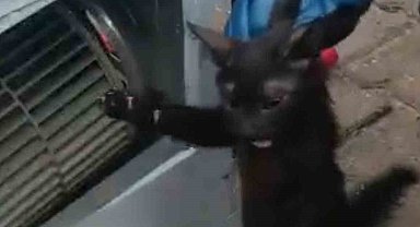 Klimanın motoruna sıkışan kedi için ekipler seferber oldu