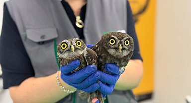 Kocaeli İtfaiyesi'nden baykuş operasyonu