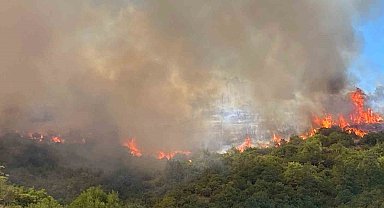 Kocaeli'de orman yangını çıktı