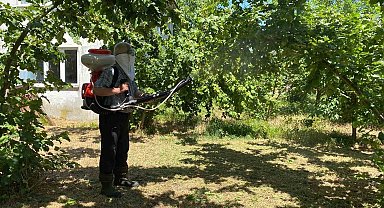 Kokarca ile mücadele sürüyor: Üretici kükürt ve samuray arısına güveniyor