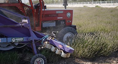Konya Karatay Lavanta Bahçesi'nde hasat zamanı