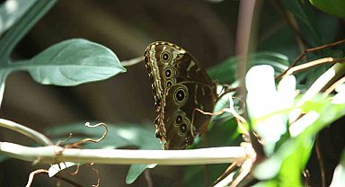 Konya Tropikal Kelebek Bahçesi 3 milyon 700 bin ziyaretçi ağırladı