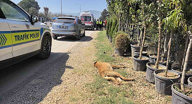 Köpeğe çarpan motosikletli yaralandı