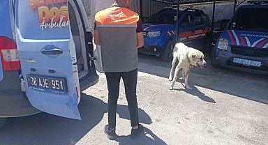 Köpeği otomobile bağlayarak çektiren şahsa ceza