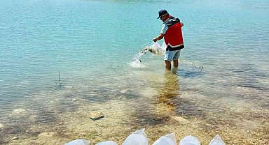 Korkuteli'nde 60 bin sazan balığı doğaya bırakıldı