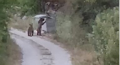 Köye inen ayıları "Gülümseyin çekiyorum" diyerek cep telefonuyla kaydetti