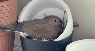 Kumru, saksının içine yuva yaptı