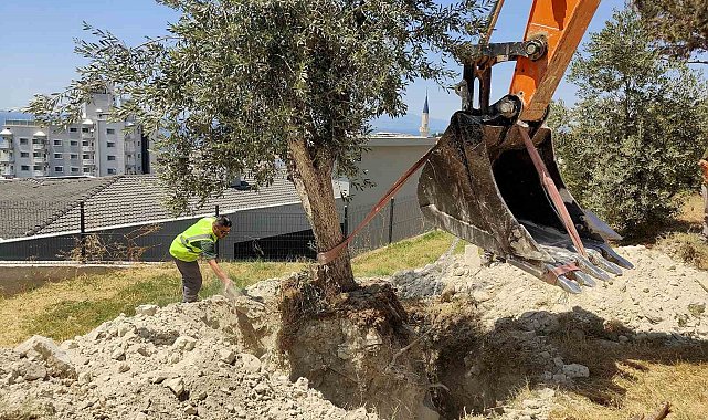 Kuşadası Belediyesi zeytin ağaçlarını yaşatıyor