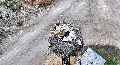Leylek ailesi uyurken görüntülendi