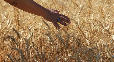 Makarnalık buğdayın fiyatı arttı ekmeklik aynı kaldı