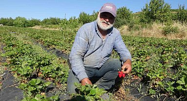 Malatya'da çilek hasadı yüzleri güldürüyor