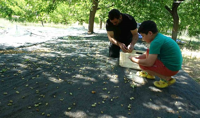 Malatya'da zirai donun vurduğu bölgelerde meyve üretiminde baraj çevresi umut oldu