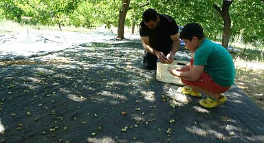 Malatya'da zirai donun vurduğu bölgelerde meyve üretiminde baraj çevresi umut oldu