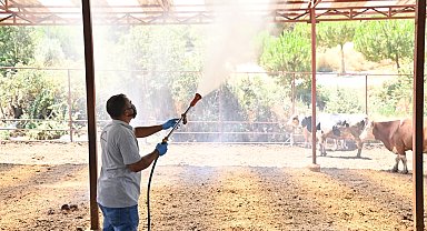 Manisa Sarıgöl'de Akabane hastalığına karşı ilaçlama