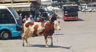 Manisa'da mezbahadan kaçan inek ortalığı birbirine kattı