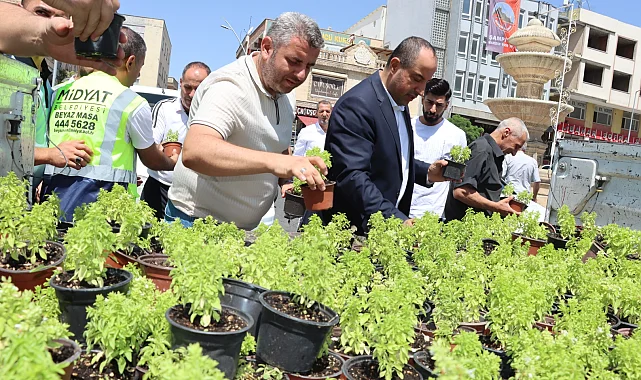 Mardin Midyat'ta fesleğen ve reyhan dağıtıldı