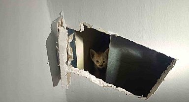 Mardin'de havalandırma boşluğuna düşen yavru kediler kurtarıldı