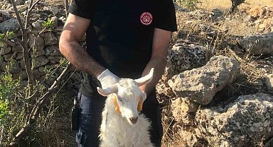 Mardin'de kuyuya düşen keçi kurtarıldı