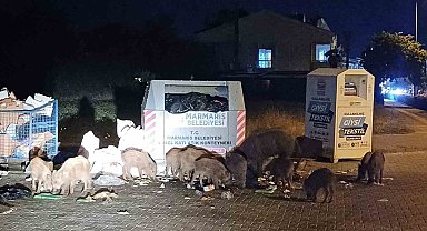 Marmaris Belediyesi'nin duyarsızlığı şehri domuz çiftliğine çevirdi