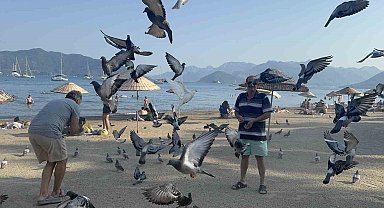 Marmaris Halk Plajı'nın kanatlı müdavimlerine vatandaşlardan ilgi
