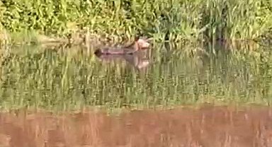 Melen Çayı'na düşen eşeği itfaiye kurtardı