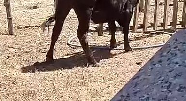 Meraklı ineğin başı sıkıştı