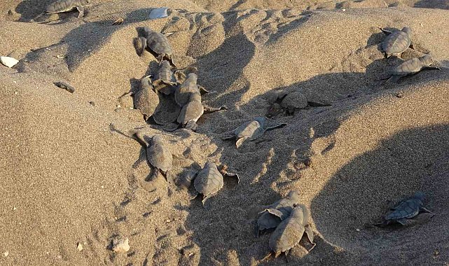 Mersin sahillerinde deniz kaplumbağalarının ilk yavruları Akdeniz'le buluştu