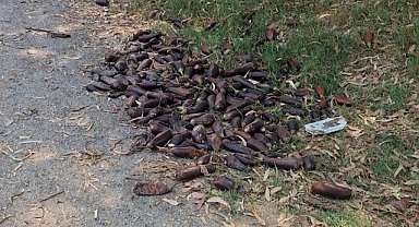 Mersin'de yere döktüğü 3. kalite patlıcanlar 17,2 milyon TL'ye patladı!