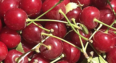 Meyve suyu ve reçel fabrikaları vişnede beklenen kaliteli ürün gelmeyince fiyatı düşürdü