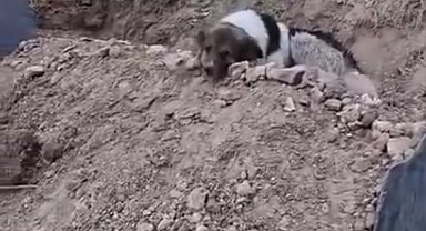Mezar başında vefa nöbeti: Sahibinin mezarından ayrılmıyor