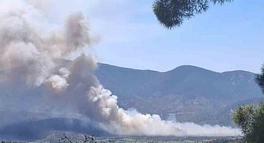 Milas Pınarcık'ta makilik ve zeytinlik alan yangını