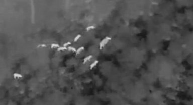 Milli Park'ta yaban domuzlarıyla etkin mücadele devam ediyor