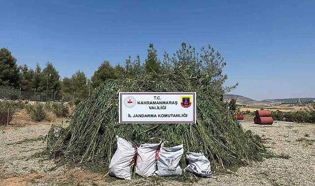 Mısır tarlasında ele geçirilen 45 bin kök kenevire 4 tutuklama